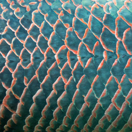 a close up of a colorful fish