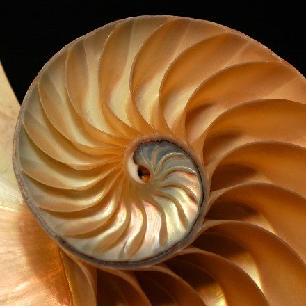 a close up of a snail shell